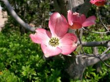 ハナミズキ移植工事後の開花