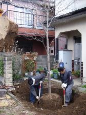 ハナミズキ移植工事