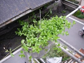 水洗い洗浄しようとしたら、雨どいに雑草が生えていた